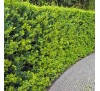 Падуб городчатый Грин Хедж  (Green Hedge) С2